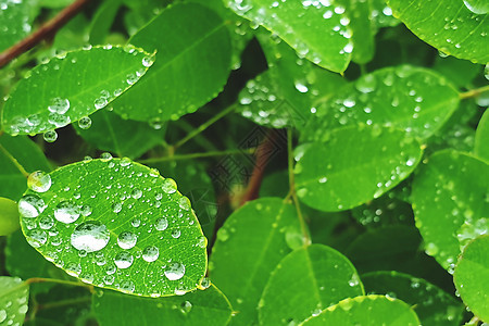 树叶上的雨滴玻璃液体生活气泡反射植物水滴叶子花园绿色图片