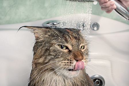 湿猫在浴缸里猫咪小猫猫科舌头卫生宠物毛皮动物淋浴晶须图片
