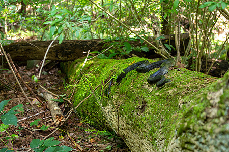 大黑鼠蛇在一棵倒塌的苔榈树上割裂图片