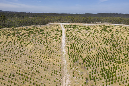 澳大利亚区域的一个松树农场的空中观视情况森林树木乡村叶子线条木头棕色林地地区性公园图片