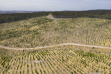 澳大利亚区域的一个松树农场的空中观视情况木头树木线条地区性植物林地环境绿色乡村棕色图片