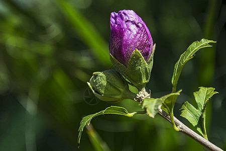 Rose Bud 特写于模糊的背景和叶子图片