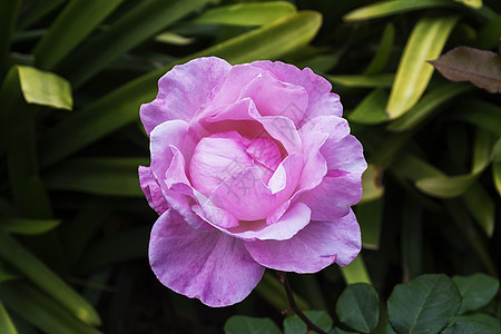 Rose Bud 特写于模糊的背景和树叶图片