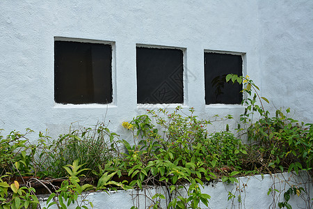 白墙上三扇窗户 有绿色种植植物背景图片