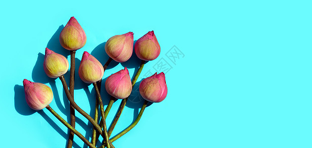蓝色背景的粉色莲花花瓣情调季节叶子植物异国热带植物群美丽百合图片