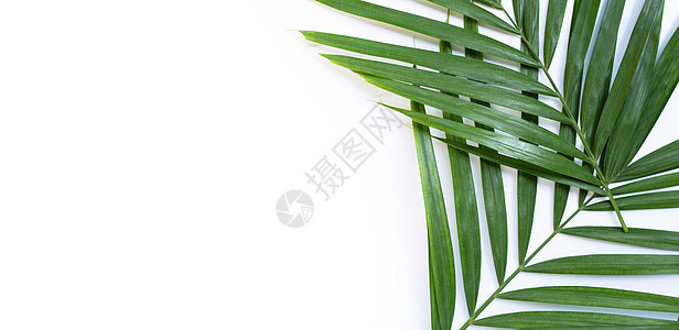 白色背景的热带棕榈叶花园丛林生活植物异国棕榈阳光叶子框架潮人图片