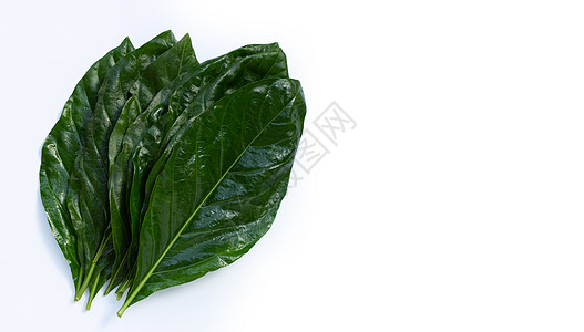 诺尼或莫琳达克里福利亚白背景的叶子海棠静脉营养药品食物植物群水果营养素草本植物植物图片