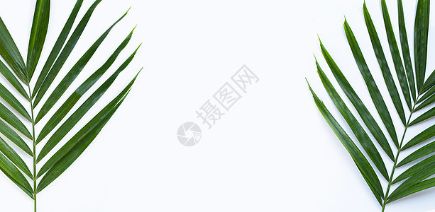 白色背景的热带棕榈树叶 复制空间图片