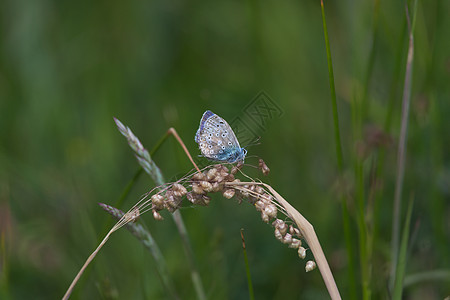 1 - 普通蓝蝴蝶的侧侧剖面暗底背景图片