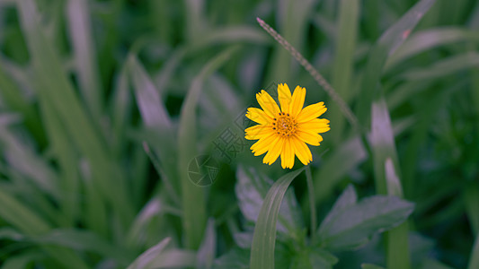 绿色草地中间的小小黄花 小黄色花朵图片