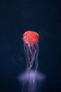 太平洋下水层发光的克丽萨奥拉动物异国墙纸水族馆生物线程荨麻危险情调紫色图片