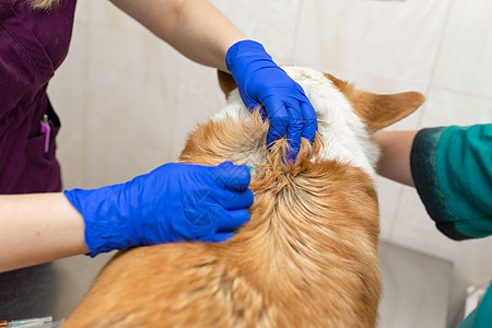 兽医诊所的专业兽医疫苗 在兽医诊所里养狗群图片