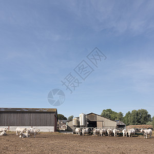 白奶牛和法国规范地布洛根附近的旧农场哺乳动物晴天蓝色天空家畜场地农田农村草地团体图片
