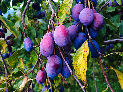 蓝色成熟的梅子在树枝上 有叶子农业植物群团体收成紫色果子修剪李子季节果树图片