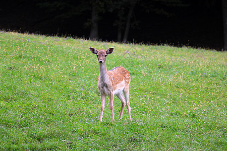 一只年轻的锡卡鹿站在绿草坪上图片