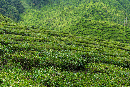 茶叶种植园卡梅伦谷 马来西亚高地的绿色山丘 茶叶生产 青茶绿灌木衬套阳台农田热带风景环境女孩女性植物爬坡图片