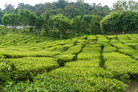 茶叶种植园卡梅伦谷 马来西亚高地的绿色山丘 茶叶生产 青茶绿灌木热带风景农业太阳植物叶子生长旅行女性爬坡图片