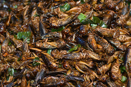 曼谷的炒虫文化身体昆虫蟋蟀漏洞食物竹虫美食刺槐小吃图片