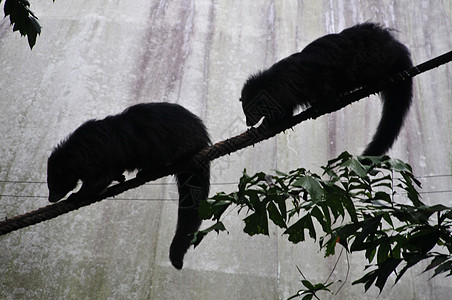 Binturong或Bearcat宾图龙或北冰星在绳子上攀爬木头头发熊猫森林鼻子荒野野生动物环境胡须动物园图片