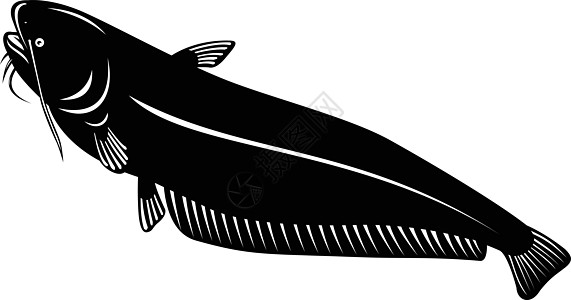或Sheatfish 一种大型Catfish物种在回溯性木化黑白风格中上升图片