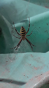 网络上大型多色和有毒的蜘蛛背景图片