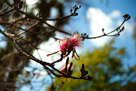 古巴西恩富戈斯 古巴宏观椭圆植物群情调木棉蓝色粉色刷子木槿异国图片
