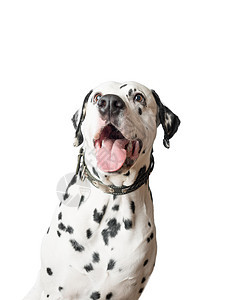 滑稽的达马提亚狗和舌头挂在一起鼻子动物耳朵短发斑点乐趣眼睛白色犬类黑色图片