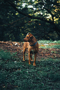 绿林中间的小棕色狗狗图片