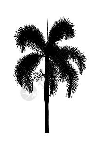 白色背灰色美丽的棕榈树双光草原植物图片