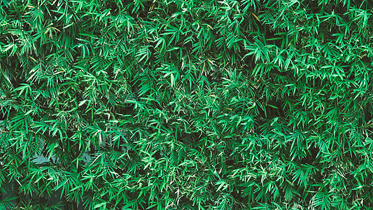 背景竹树绿色鲜叶环境生长野竹植物植物科森林叶子丛林文化热带图片