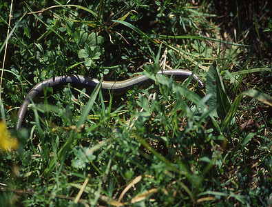 草地上缓慢的蠕虫爬行草叶草片状食虫棕色爬行动物温暖动物森林边缘绿色图片