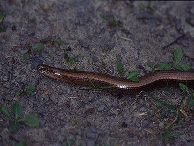 草地上缓慢的蠕虫爬行边缘温暖森林动物食虫片状棕色绿色蜥蜴爬行动物图片