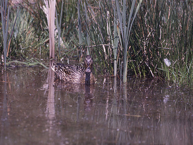 鸭子的家族在稻草之间的池塘里游来游去游泳芦苇李子支撑圆天水禽小狗鸟类后代野鸭图片