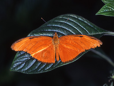树叶上的热带高贵蝴蝶触角花丝花朵机翼绿色橙子黑色投标螺属图片
