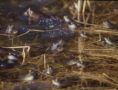 池塘中常见青蛙伴侣弹簧动物制作棕色水池肌肉蟾蜍脚趾两栖生境图片