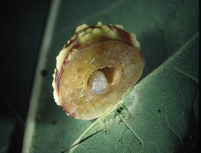 含幼虫的橡树果苹果叶子棕色绿色昆虫后代寄生圆形静脉图片
