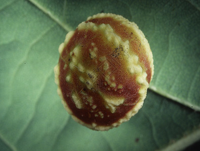 含幼虫的橡树果苹果绿色寄生圆形叶子棕色后代静脉昆虫图片