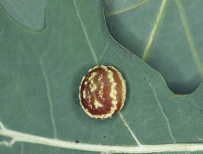 含幼虫的橡树果苹果绿色叶子圆形棕色后代寄生静脉昆虫图片