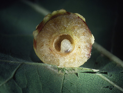 含幼虫的橡树果苹果叶子棕色绿色昆虫后代寄生圆形静脉图片