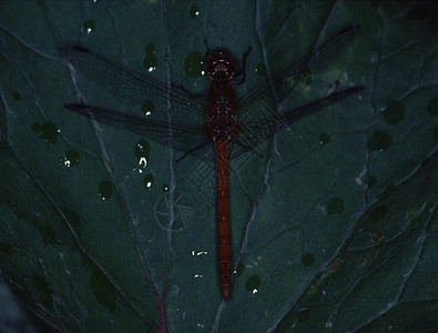 Adonis 龙尾在叶子上垂着 吃着苍蝇眼睛捕食者蜻蜓刀刃蜻蜓目昆虫翅膀花丝背景图片