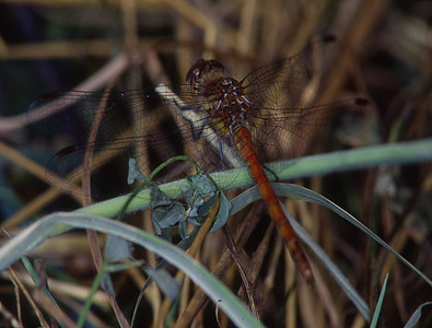 飞翔和产卵中的苍蝇蜻蜓目花丝翅膀眼睛捕食者蜻蜓昆虫刀刃图片