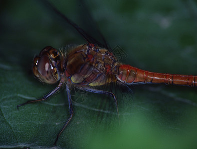 Adonis 龙尾在叶子上垂着 吃着苍蝇蜻蜓刀刃昆虫眼睛花丝翅膀捕食者蜻蜓目背景图片
