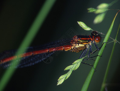 Adonis 龙尾在叶子上垂着 吃着苍蝇刀刃花丝昆虫眼睛翅膀蜻蜓蜻蜓目捕食者背景图片