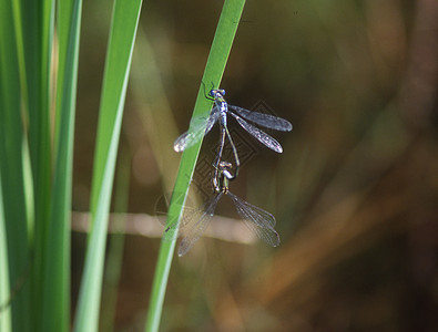 飞翔和产卵中的苍蝇翅膀蜻蜓目花丝捕食者刀刃眼睛昆虫蜻蜓背景图片
