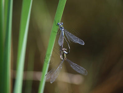 飞翔和产卵中的苍蝇蜻蜓目昆虫刀刃翅膀眼睛蜻蜓花丝捕食者图片