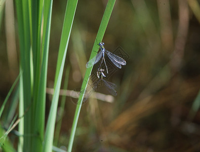 飞翔和产卵中的苍蝇眼睛蜻蜓捕食者昆虫刀刃翅膀蜻蜓目花丝图片
