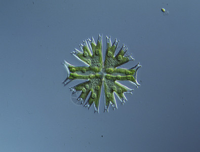 100x 水滴数的偏角性裂变绿色生态藻类植物绿藻生长水池拼图图片