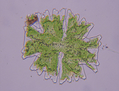 100x 水滴数的偏角性裂变绿藻水池绿色生长拼图藻类生态植物图片