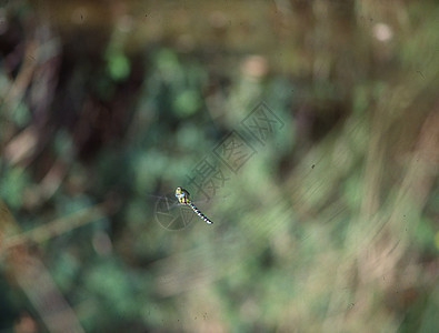 飞翔和产卵中的苍蝇花丝刀刃昆虫翅膀眼睛蜻蜓蜻蜓目捕食者背景图片