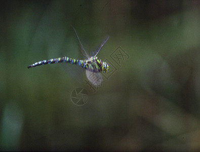 飞翔和产卵中的苍蝇昆虫捕食者花丝刀刃蜻蜓蜻蜓目翅膀眼睛图片